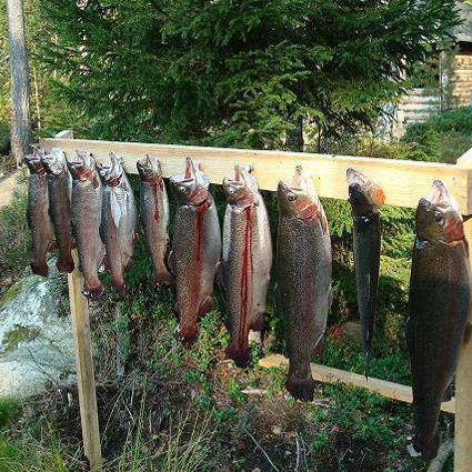 Härlig flugfiske på Flugströmmen
