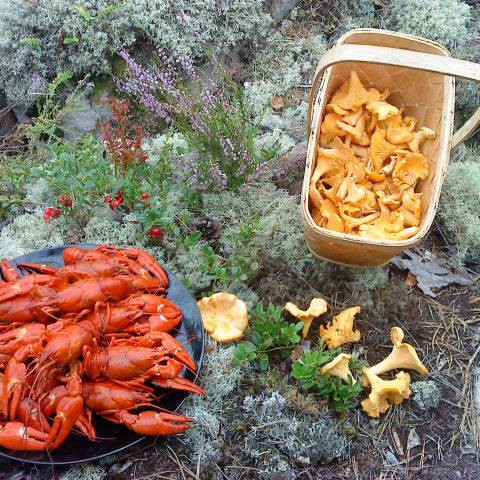 Läckerheter från skog och sjö